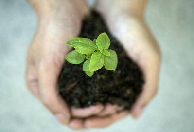 a person holding a plant in their hands